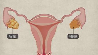 卵巢视频,视频揭秘女性生殖健康关键