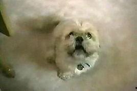 动物英文视频,Exploring the Wonders of Animal Kingdom: A Glimpse into the English Video World