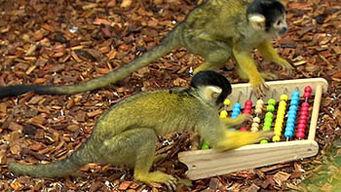 动物英文视频,Exploring the Wonders of Animal Kingdom: A Glimpse into the English Video World