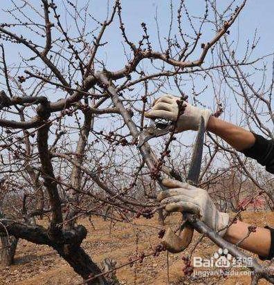 果树剪枝视频,视频教程深度解读