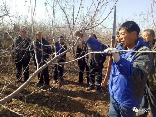 果树剪枝视频,视频教程深度解读
