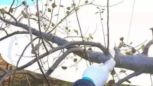 果树剪枝视频,视频教程深度解读