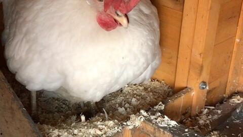 母鸡下蛋视频大全