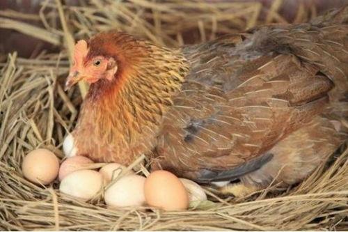 母鸡下蛋视频大全