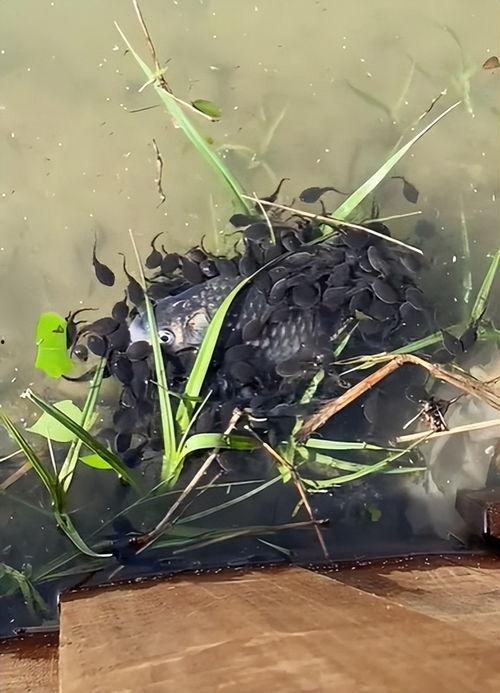 窝蝌蚪视频,揭秘萌宠成长记