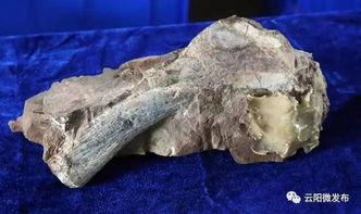 恐龙化石视频,恐龙化石的奥秘之旅