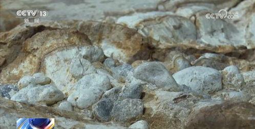 恐龙化石视频,恐龙化石的奥秘之旅
