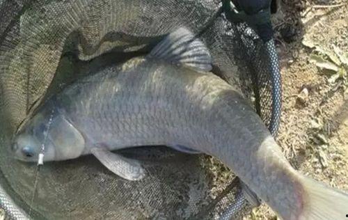 水库钓青鱼视频,实战技巧与精彩瞬间回顾