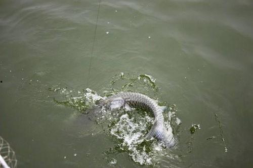 水库钓青鱼视频,实战技巧与精彩瞬间回顾