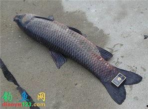 水库钓青鱼视频,实战技巧与精彩瞬间回顾