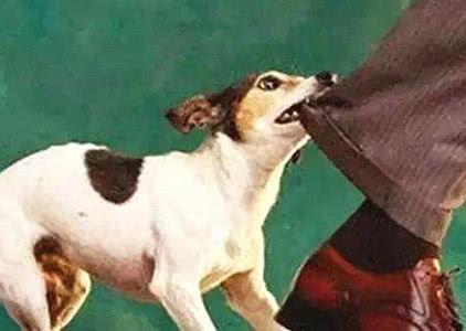 被狗咬了视频,街头偶遇恶犬咬人，紧急时刻见证人性光辉