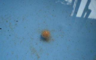 开搓饵视频,教你轻松掌握钓鱼饵料制作技巧