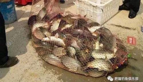 开搓饵视频,教你轻松掌握钓鱼饵料制作技巧