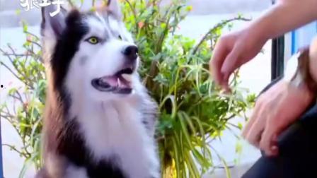 狼王子视频,野性呼唤与王者归来