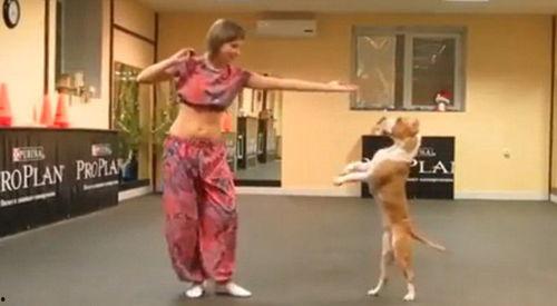 小狗表演视频,小狗表演视频集锦