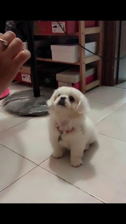 小狗表演视频,小狗表演视频集锦