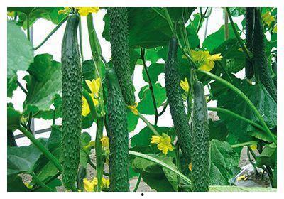 黄瓜种植视频,从播种到收获的实用技巧