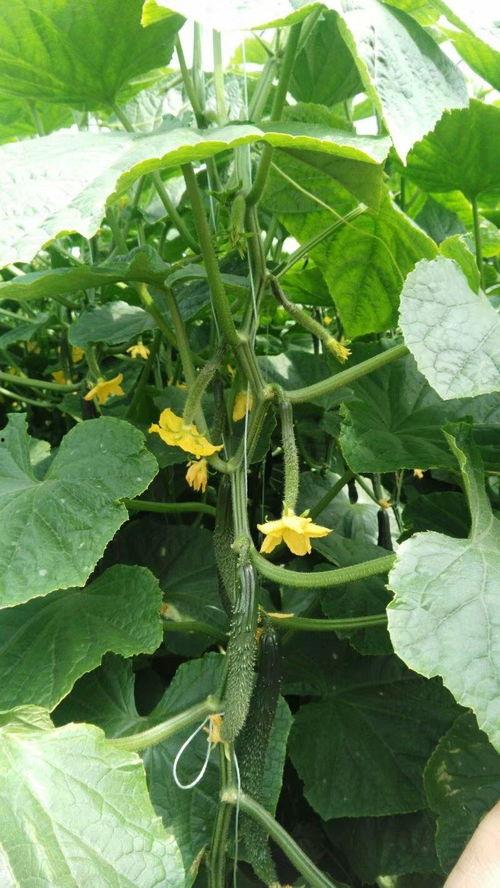 黄瓜种植视频,从播种到收获的实用技巧