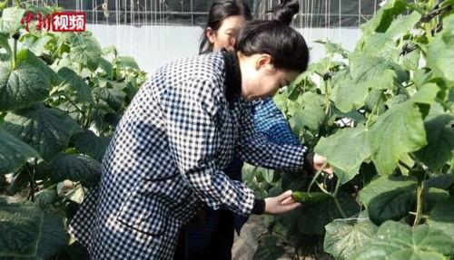 黄瓜种植视频,从播种到收获的实用技巧