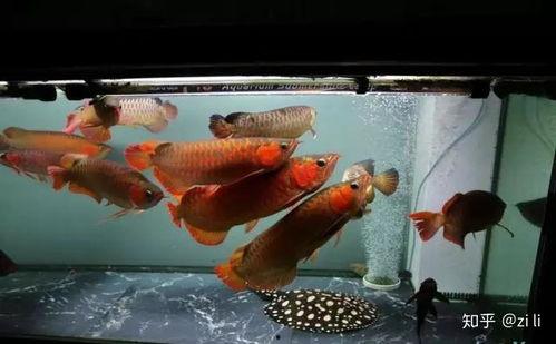 菠萝鱼混养视频,视频教程带你轻松入门