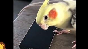 鹦鹉说话视频大全,趣味说话视频集锦