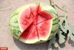 今日头条卖瓜老头,今日头条上的智慧与幽默传奇